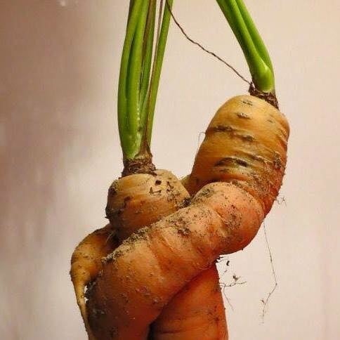 Hungry Carrot.jpg