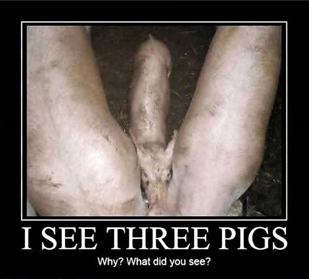 Three Pigs.jpg