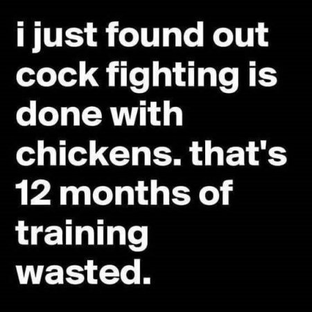 Cock Fighting.jpg