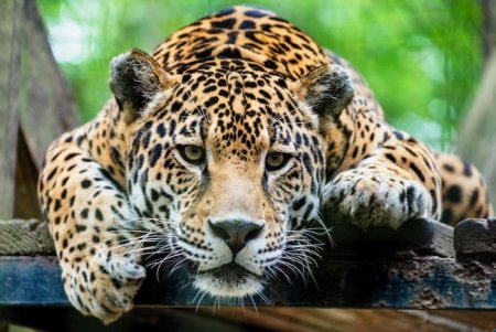 X Jaguar Spirit Animal.jpg