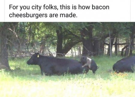 making-bacon-pig-humping-cow-adult-humor-funny-meme.jpg