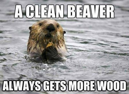 Clean Beaver.JPG