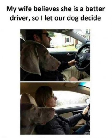 Dog Decides.jpg