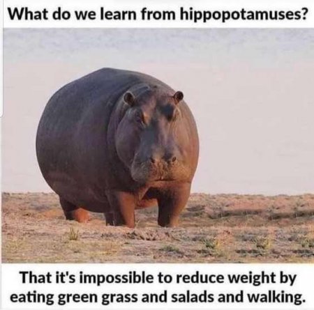 coolhippo.jpg