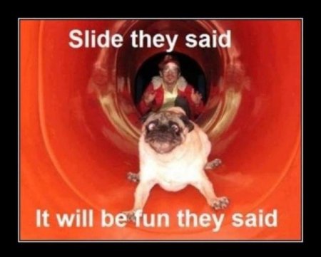 funny-dog-photo-with-caption-slide-they-said-it-would-be-fun.jpg