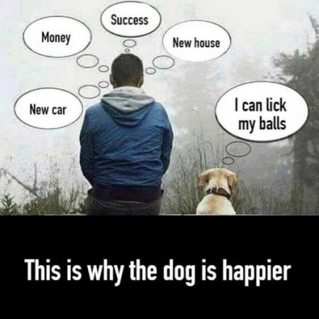 Dog is Happier.jpg