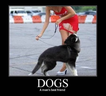 Dogs.jpg