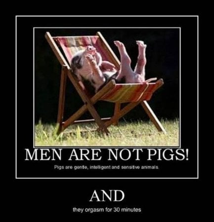 Not Pigs.jpg